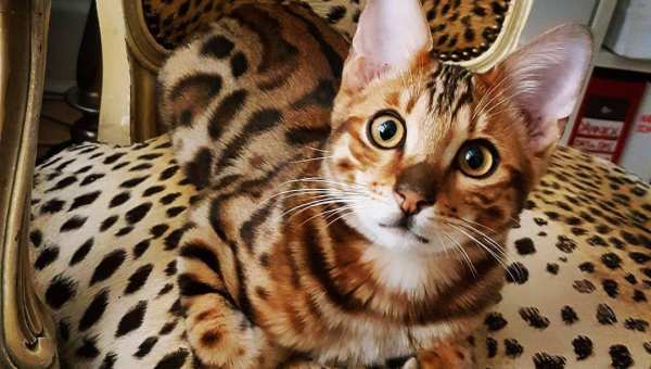 白羊座钟情的宠物豹猫品种-星空网络