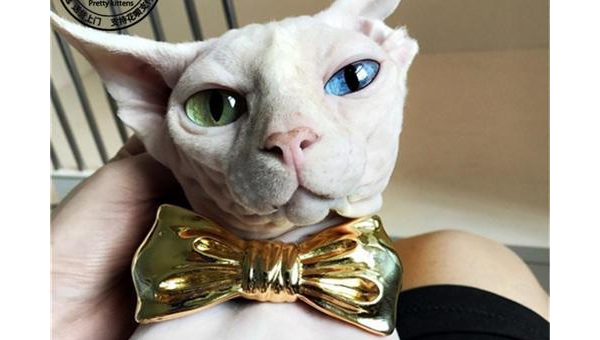 狮子座最适合养什么宠物猫？-星空网络