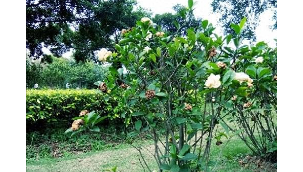 阳台种植软枣树的北方风水分析-星空网络