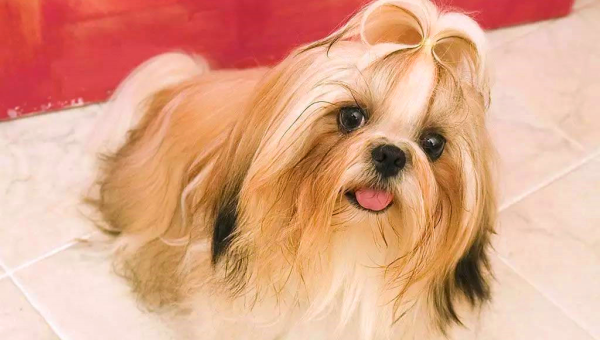 水瓶座适合饲养的宠物西施犬毛色-星空网络