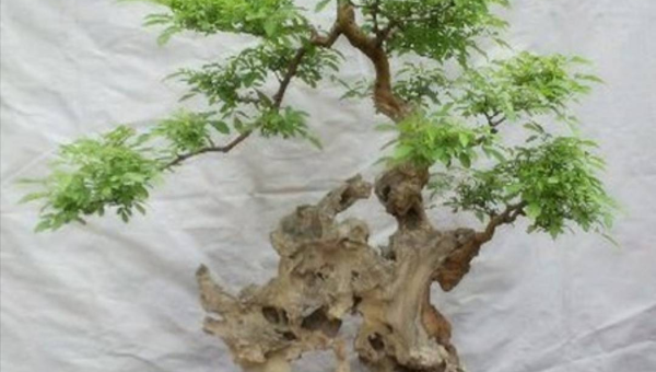阳台种植菊花树的北方风水探讨-星空网络